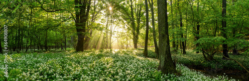 Green forest in summer at sunrise. Panorama of a secluded glade with sun rays shining onto a sea of ramsons. White bear\'s garlic flowers in tree shade.