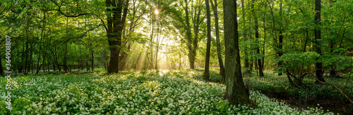 Obraz na płótnie Green forest in summer at sunrise. Panorama of a secluded glade with sun rays shining onto a sea of ramsons. White bear's garlic flowers in tree shade. w salonie