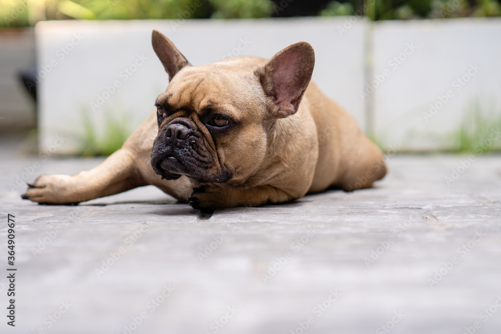 Sleepy french bulldog lying on ground outdoor.