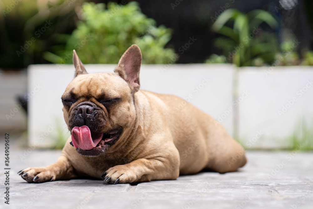Yawning french bulldog lying on ground outdoor.