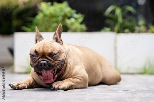 Yawning french bulldog lying on ground outdoor.