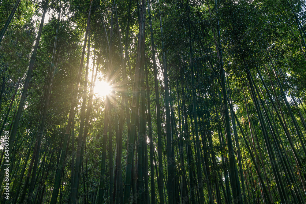 A cool shade summer bamboo forest trip in Ulsan, South Korea A cool shade summer bamboo forest trip in Ulsan, South Korea