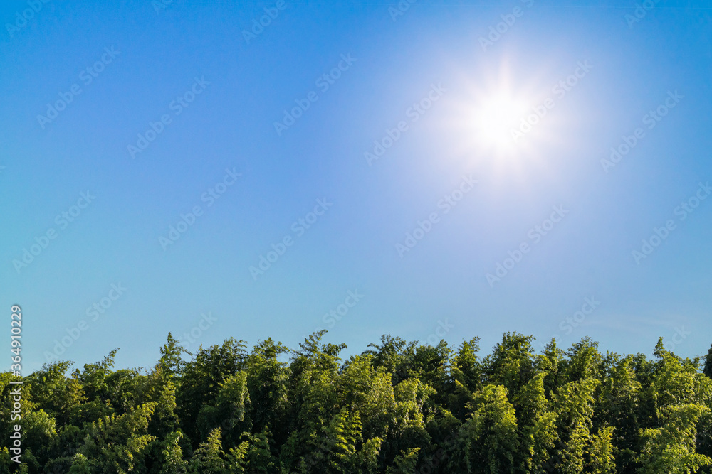Obraz premium Cloudless blue sky and bamboo forest and sun