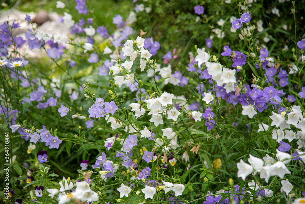 Full frame of blooming garden bells, purple and white.