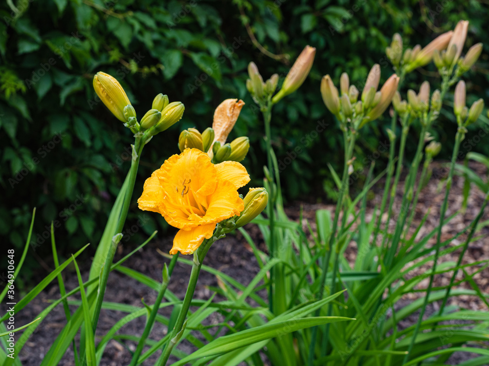 yellow blooming daylily flower in summer garden yellow blooming daylily flower in summer garden