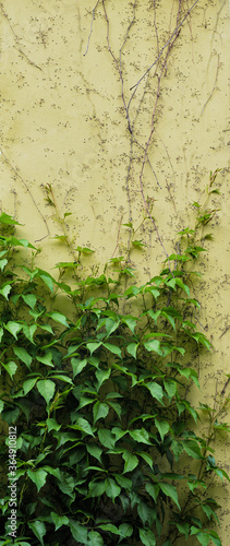 five-leaf green girl’s grape on the wall