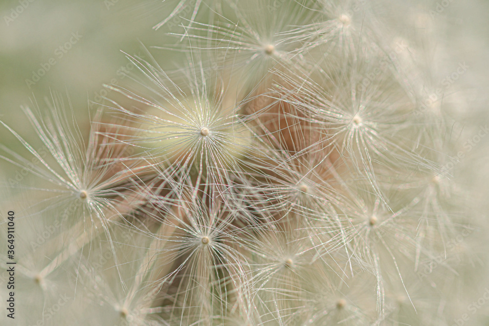 Pusteblume Pusteblume