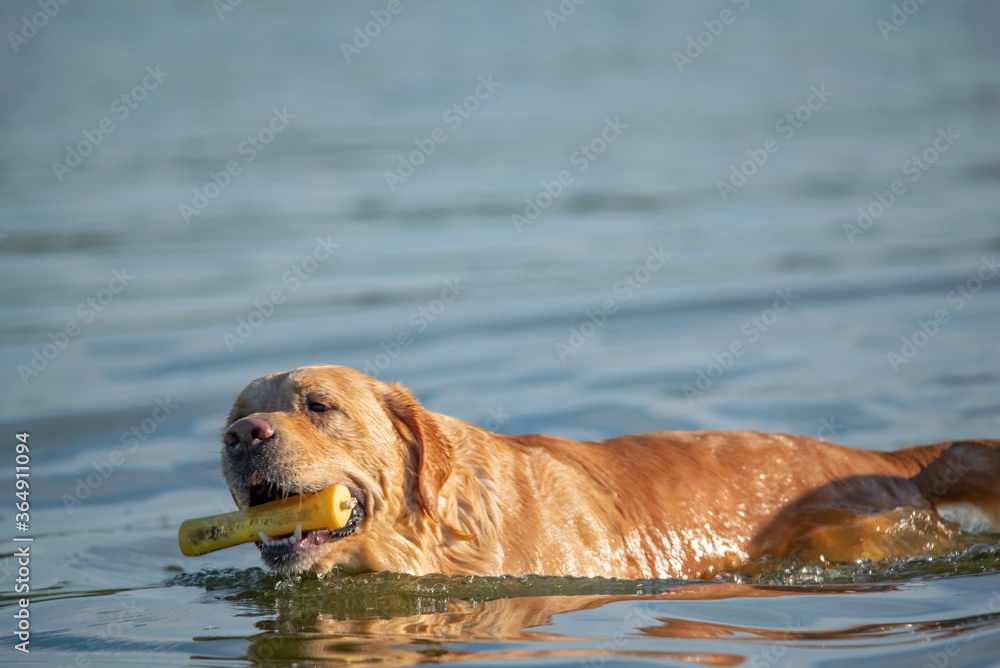Labrador retweaver swims in the lake. Photographed close-up. Labrador retweaver swims in the lake. Photographed close-up.