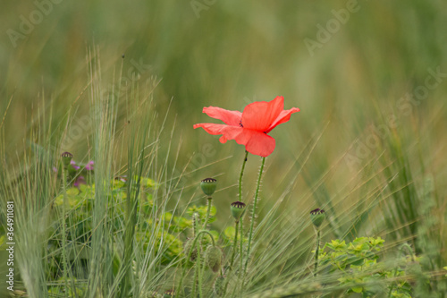 Mohn Blume im Feld