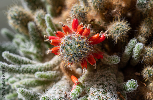 Close-up of cactus Mammillaria prolifera