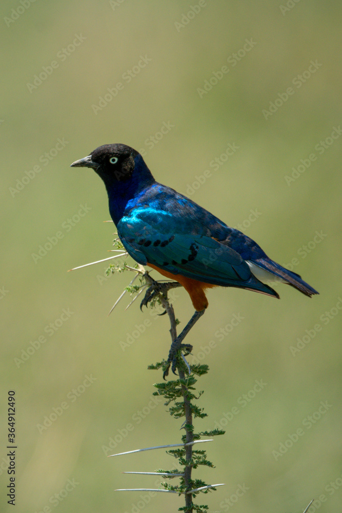 Obraz premium Superb starling on thornbush with green bokeh