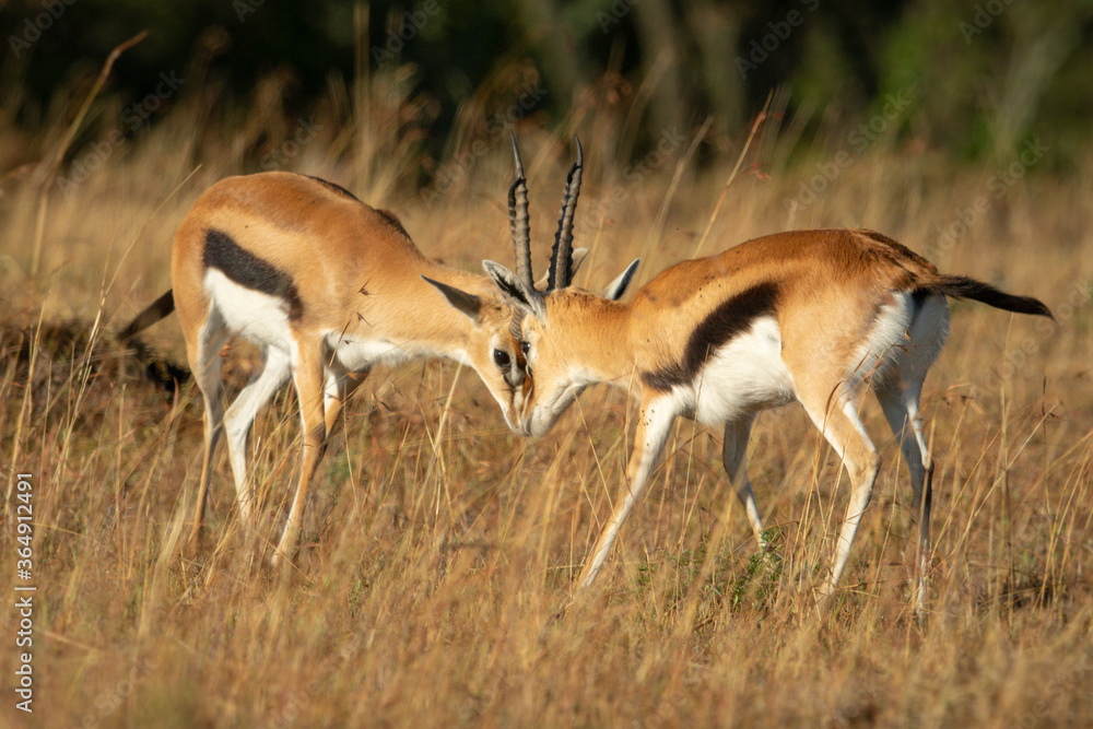 Two male Thomson gazelles butt heads together Two male Thomson gazelles butt heads together