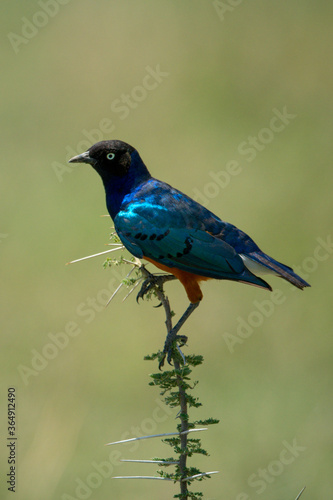 Superb starling on thornbush with green bokeh © Nick Dale