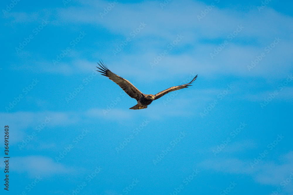 Tawny eagle glides with clouds in distance Tawny eagle glides with clouds in distance