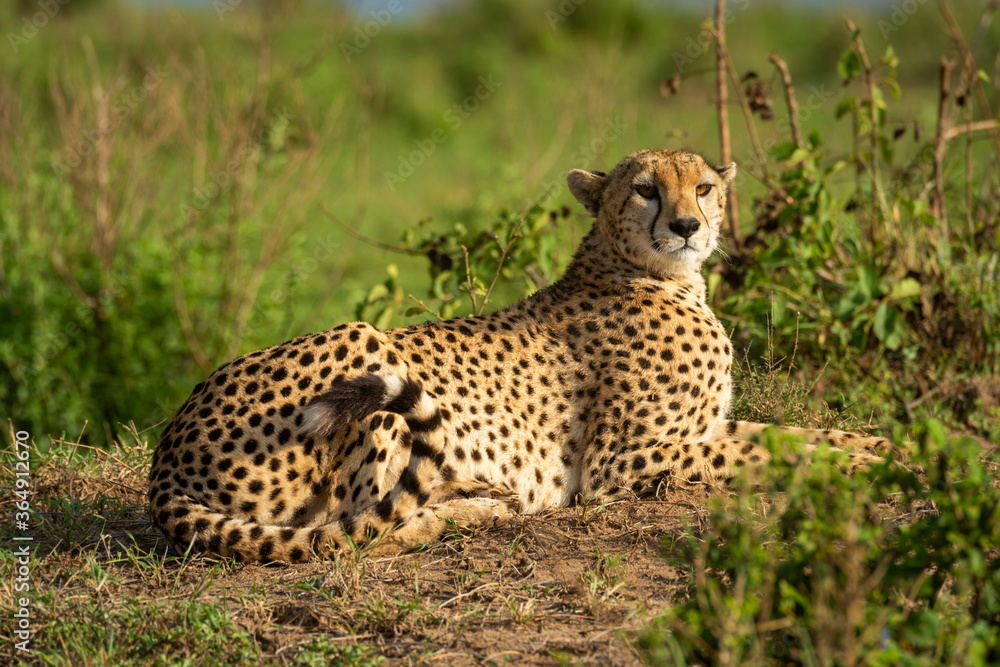 Cheetah lies on sunny mound amongst bushes Cheetah lies on sunny mound amongst bushes