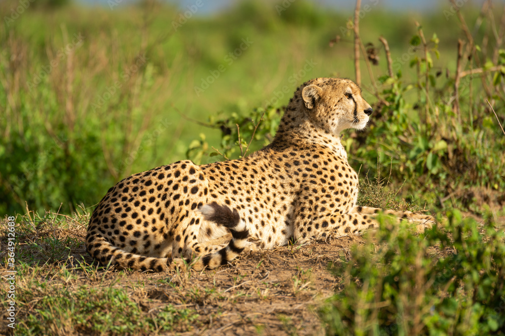 Cheetah lies on sunny mound between bushes Cheetah lies on sunny mound between bushes
