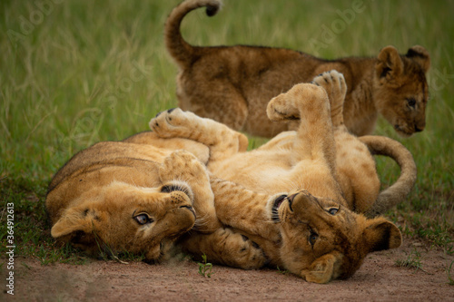 Two lion cubs play fighting beside another