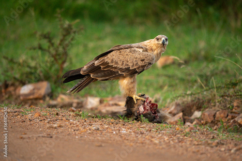 Tawny eagle stands on carrion watching camera