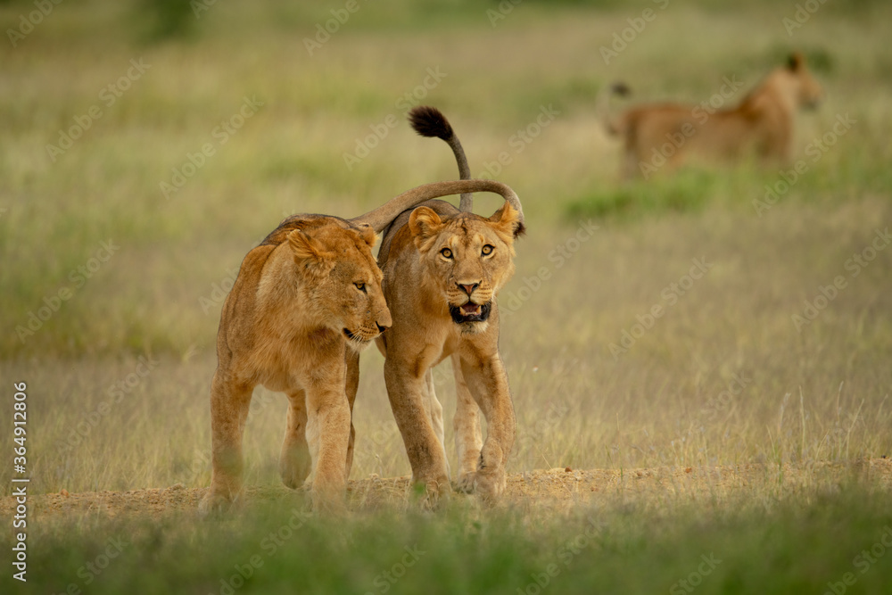 Two lionesses walk together with another behind Two lionesses walk together with another behind