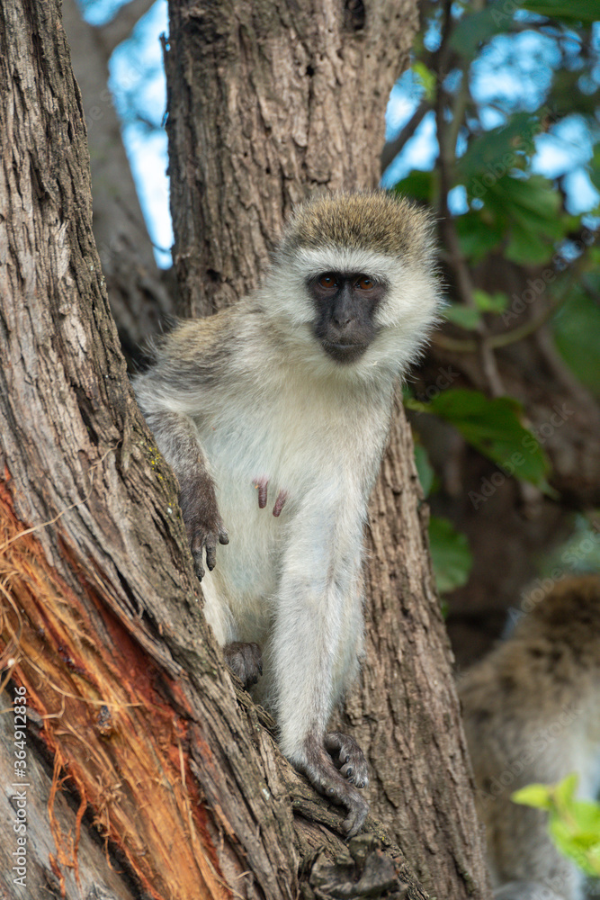 Vervet monkey sits in fork of tree