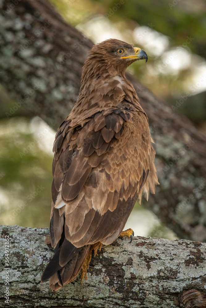 Tawny eagle on lichen-covered branch facing right Tawny eagle on lichen-covered branch facing right