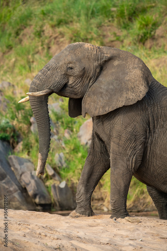 Close-up of African elephant climbing sandy riverbank