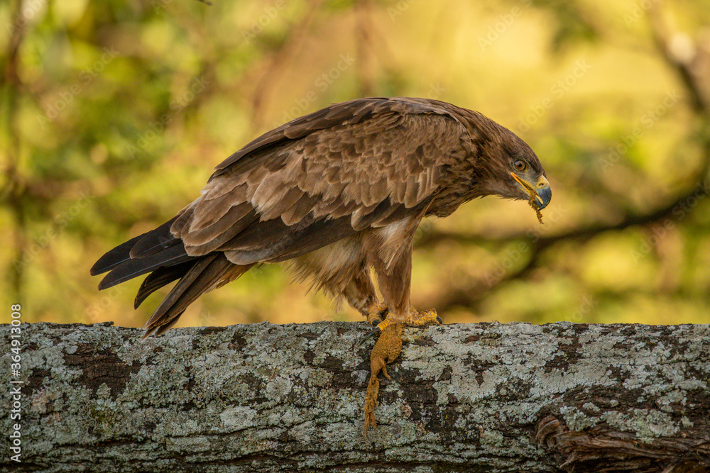 Fototapeta premium Tawny eagle on lichen-covered branch chewing lizard