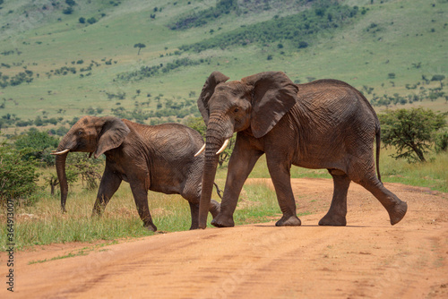 Two African elephants cross track in sun