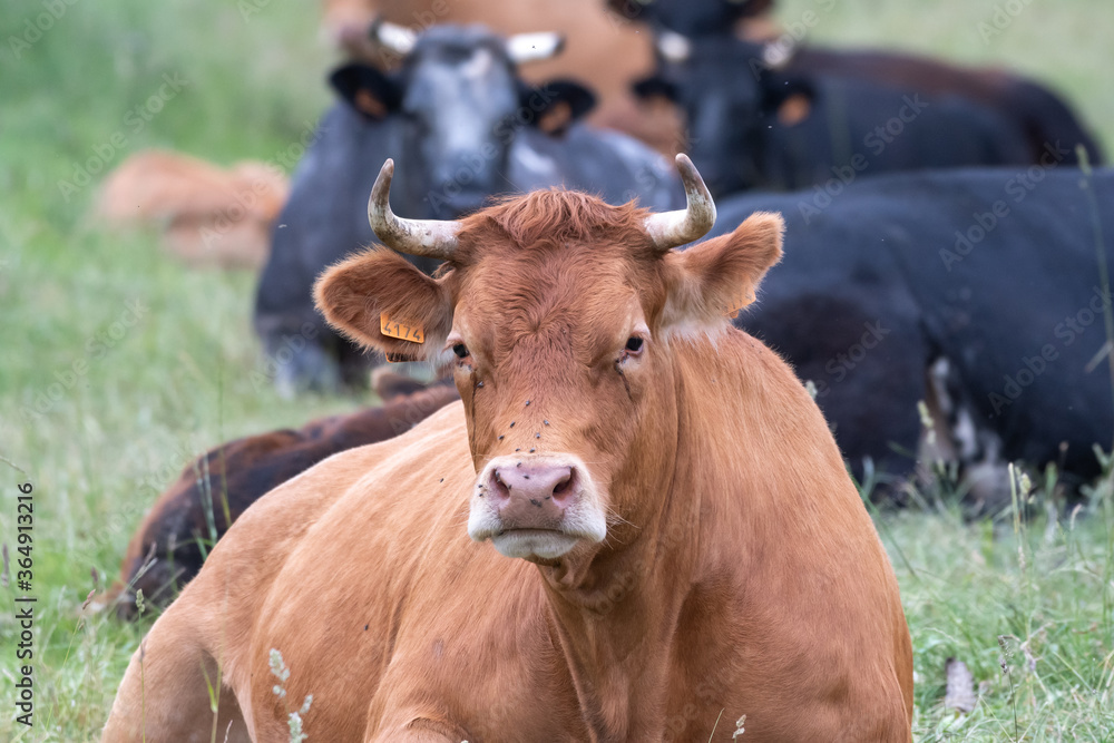 Limousin cow in a meadow Limousin cow in a meadow