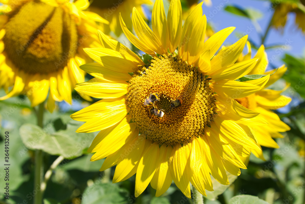 Beautiful sunflower in the sunshine of a summer morning Beautiful sunflower in the sunshine of a summer morning