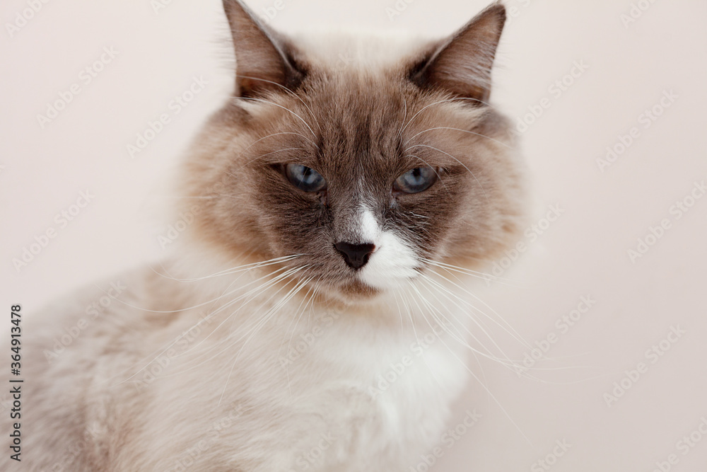 Siberian cats, white neva masquerade. Trimmed cat on a light background