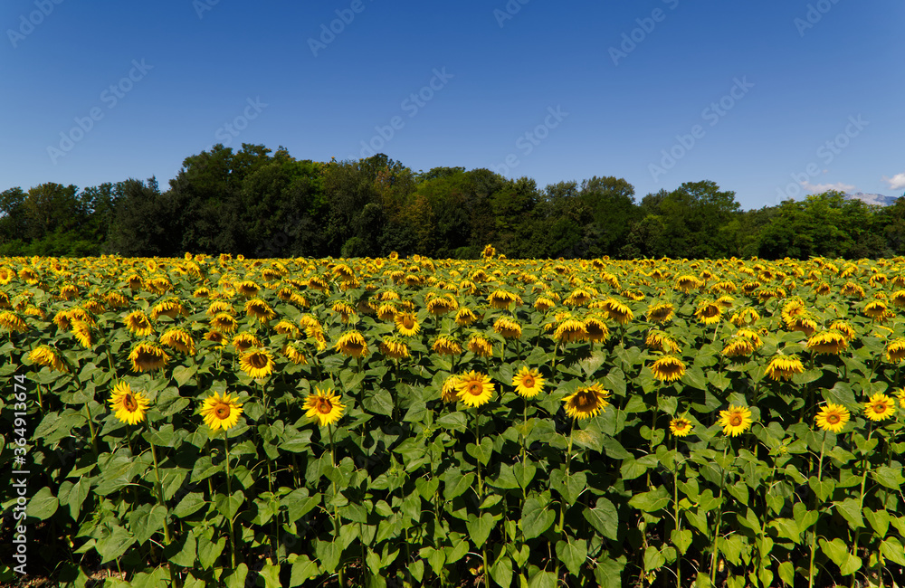 Magnificent sunflowers illuminated by the summer sun
