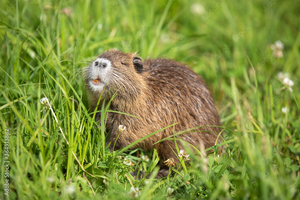 young Coypu (Myocastor coypus) on a meadow eating young Coypu (Myocastor coypus) on a meadow eating