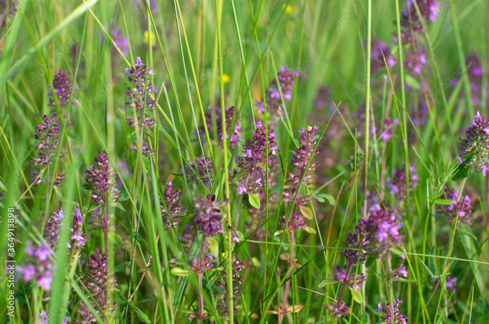 Thyme flowers in the summer in the countryside Thyme flowers in the summer in the countryside