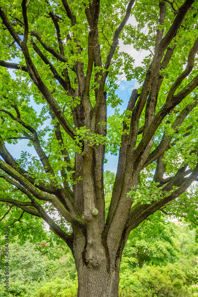 Bicentennial oak tree in a city park on a summer sunny day Bicentennial oak tree in a city park on a summer sunny day