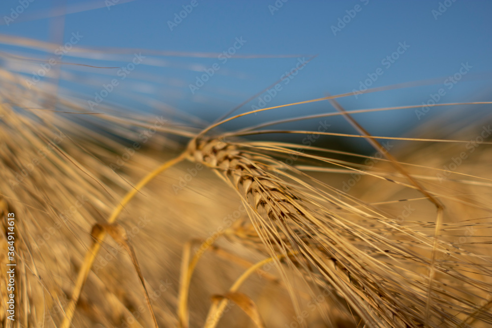 Yellow wheat spike on the blue sky. Arcicultural background. Out of focus Yellow wheat spike on the blue sky. Arcicultural background. Out of focus