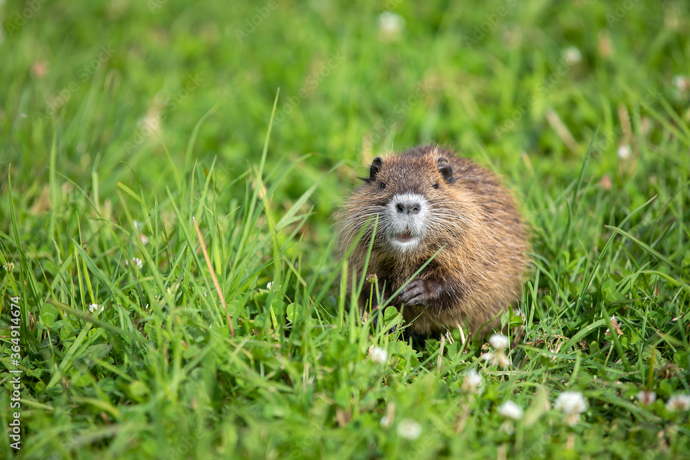 young Coypu (Myocastor coypus) on a meadow eating young Coypu (Myocastor coypus) on a meadow eating
