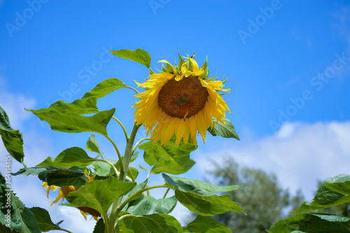 青空とひまわり