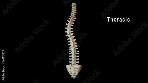Types of Scoliosis Curves photo