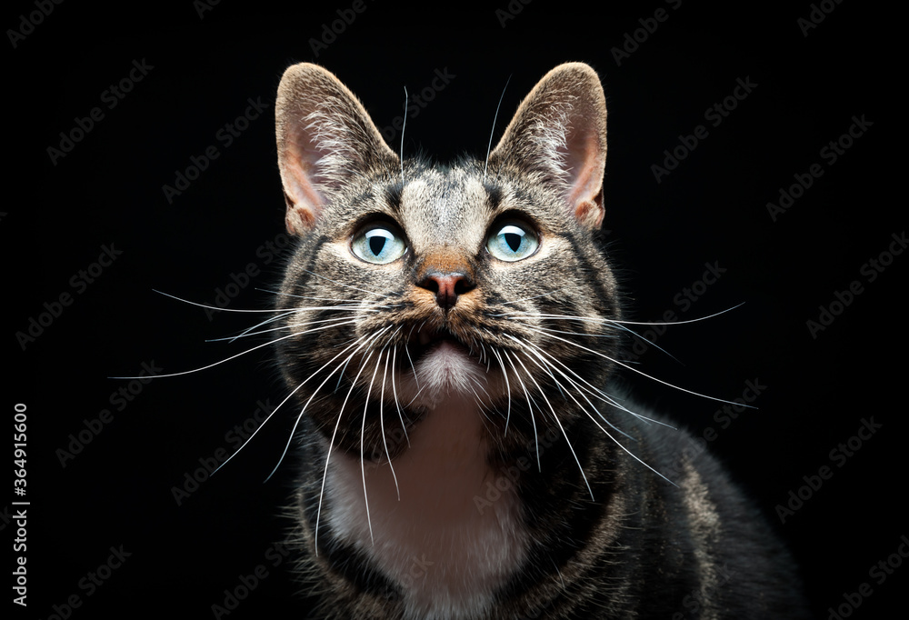 Thoroughbred adult cat, photographed in the Studio on a black background. Closeup portrait.