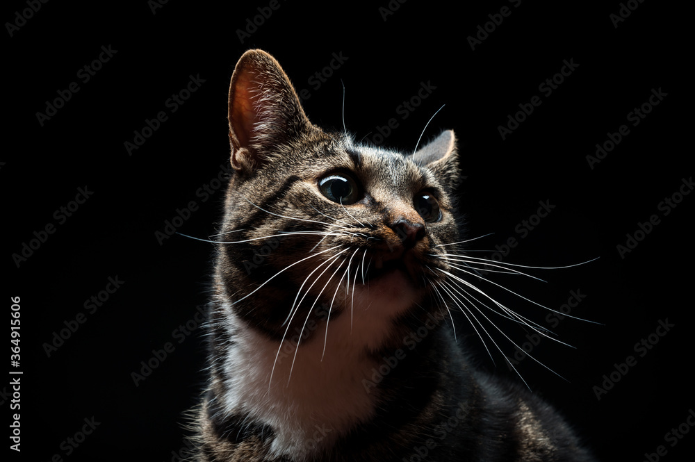 Thoroughbred adult cat, photographed in the Studio on a black background. Closeup portrait.