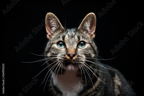 Thoroughbred adult cat, photographed in the Studio on a black background. Closeup portrait. © Evgeny Leontiev