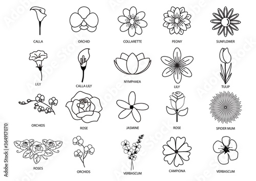 collection of different flowers