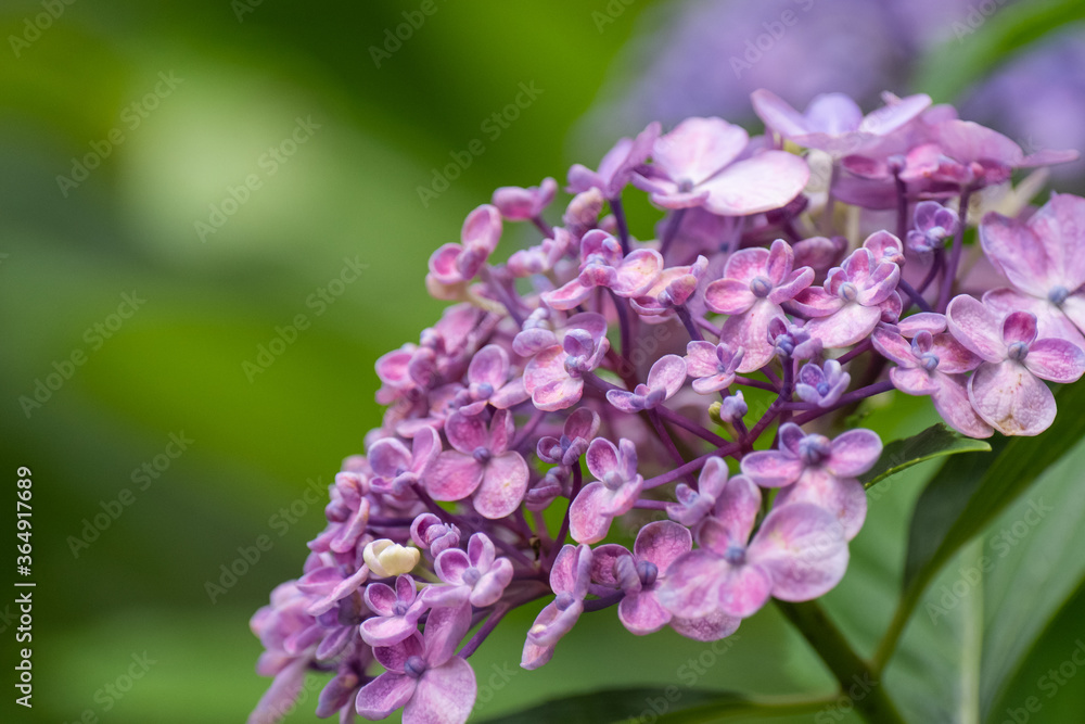 満開の紫陽花 紫色 満開の紫陽花 紫色
