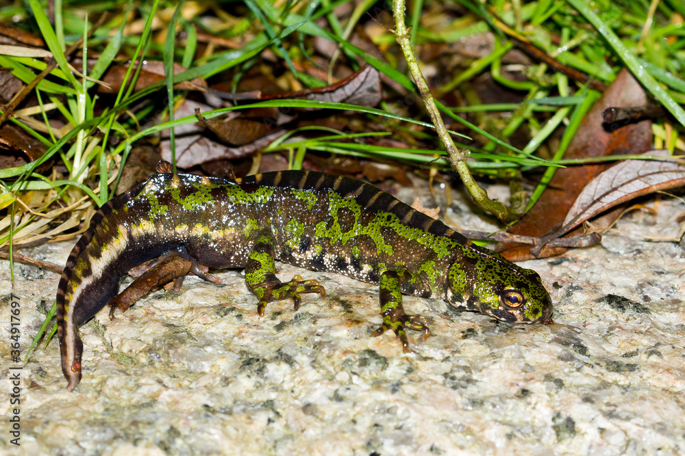 Triturus marmoratus (Tritón jaspeado), sobre la roca. Triturus marmoratus (Tritón jaspeado), sobre la roca.