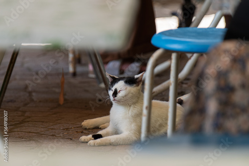 公園の休憩所でくつろぐ猫 白黒猫