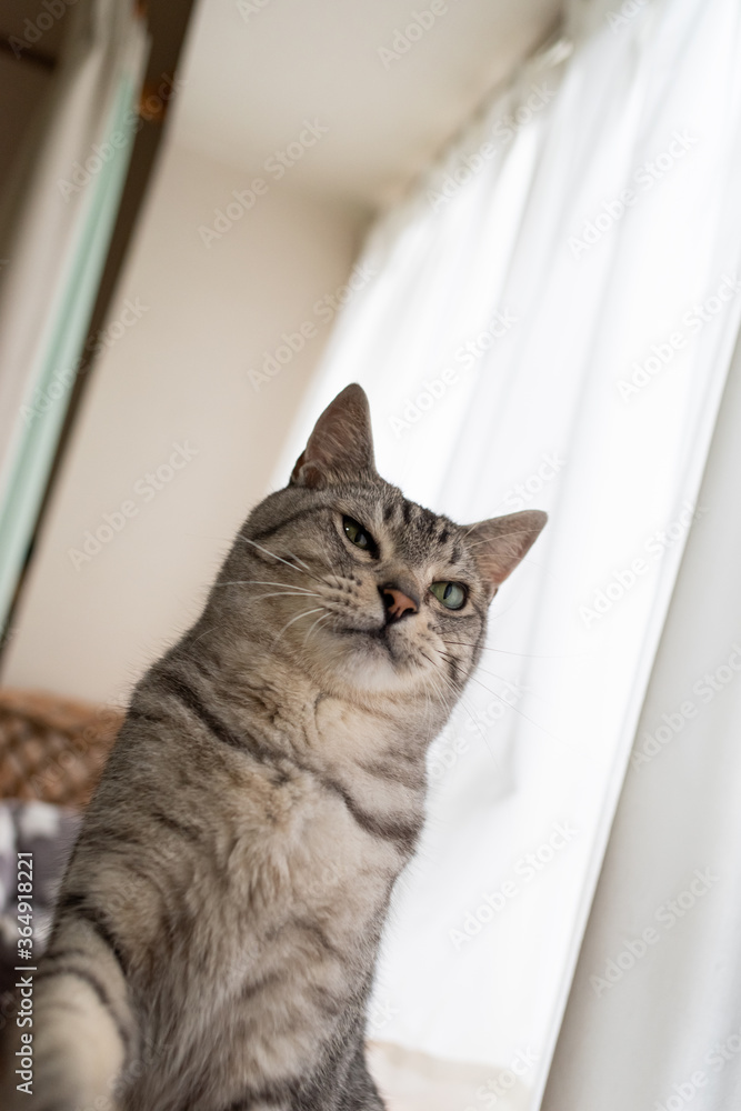 窓辺の猫　　　サバトラ猫
