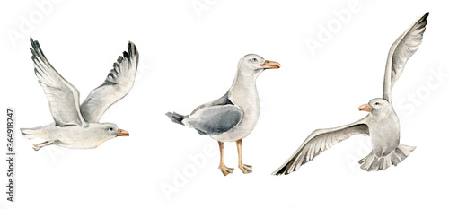 Hand drawn watercolor sea gulls collection
