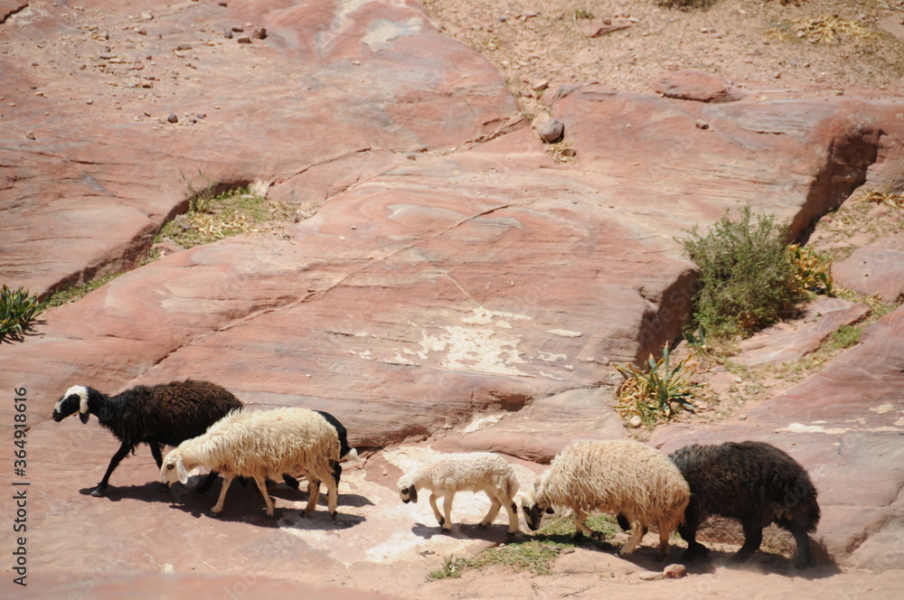 Fototapeta premium Sheep in the desert