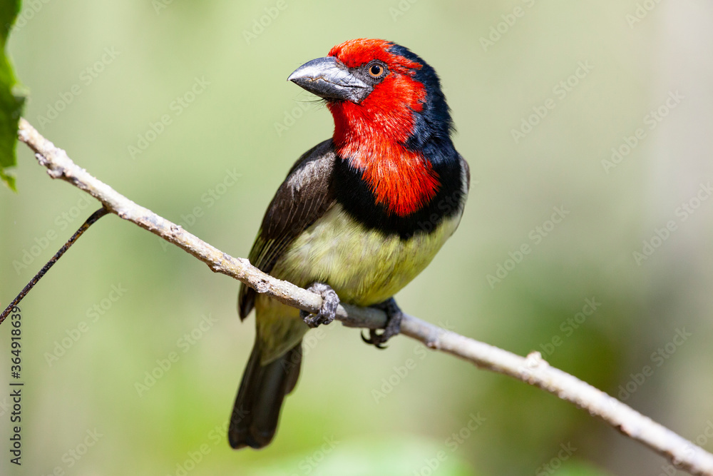 Black-collared Barbet - Okavango Delta - Botswana Black-collared Barbet - Okavango Delta - Botswana